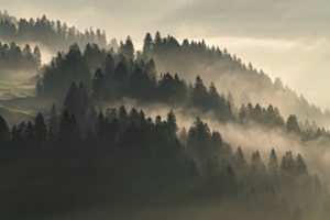 Morgenlicht