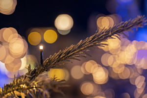 Tannenbaum