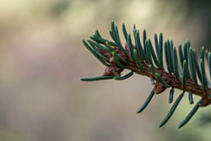 Tannennadel