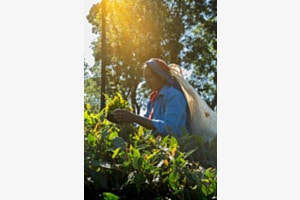 Tea collecting