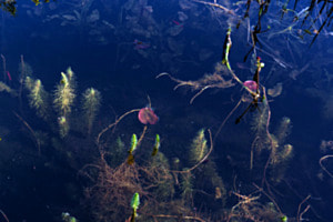 Teich