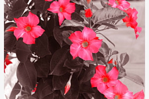 Terassenblumen
