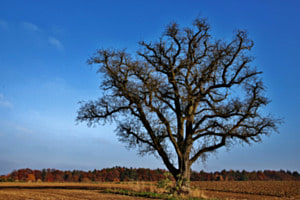 Kahler Baum