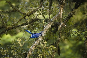 The Blue Jay