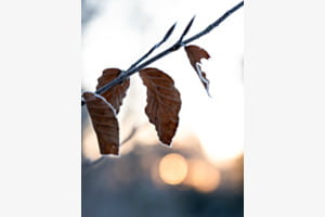 Frostiger Sonnenaufgang
