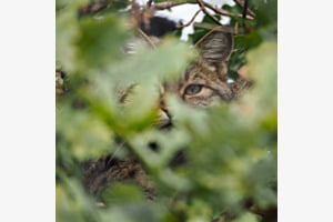 Wildkatze im Dählhölzli