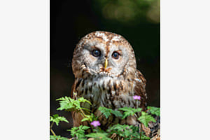 Waldkäuzchen