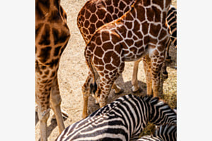 Tierisches Muster