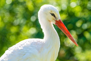 Storch im Sonnenschein