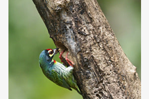 Coppersmith barbet - Zentralindien