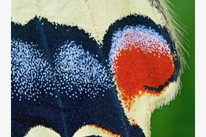 Flügel Schwalbenschwanz-Schmetterling