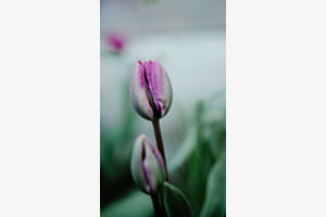 Tulpe
