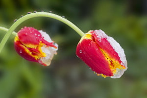 Tulpen