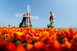 Tulpen Pracht