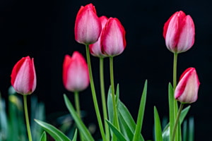 Tulpen-Frühling im Garten