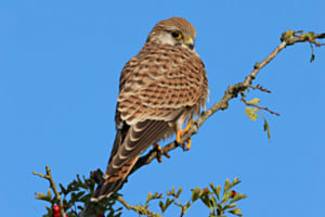 Turmfalke