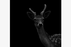 Deer Selfie