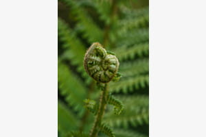 Just Green