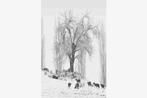 Unter dem Baum