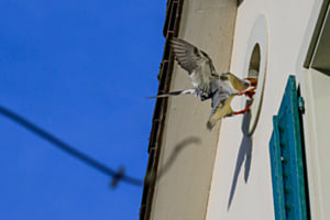 Auf dem Weg zum Nest