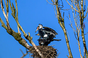 Paarung der Kormorane