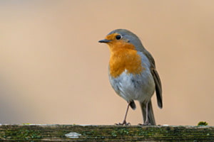 Vogel des Jahres