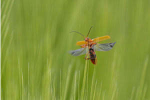 Variable Weichkäfer - Vorbereitungen auf den -Abflug