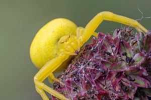 Veränderliche Krabbenspinne