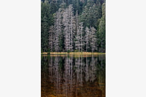 Spiegelung im Moorsee