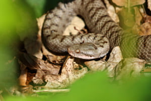 Tierisch schön ¦ Juraviper-Weibchen in der Schweiz