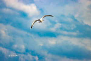 Vogel an Wolken  