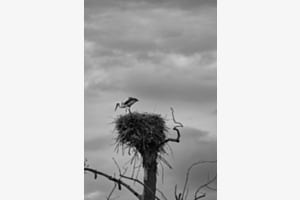 Nest an der Wolke