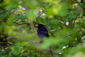 Amsel