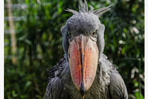 Vogel