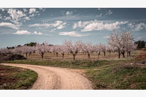 Mandelblüte in Spanien