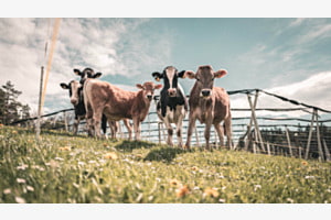 Frühlingsgefühle unter Kühen
