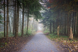 Waldweg