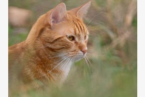 Katze