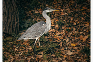 Waldläufer