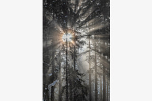 Waldlicht