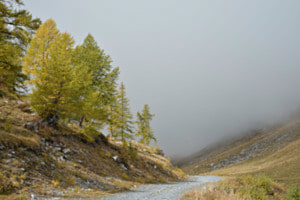 Wallis