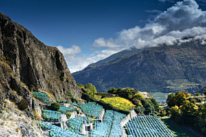 Wallis
