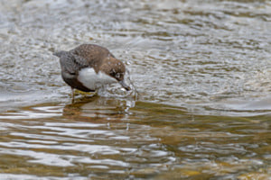 Wasseramsel