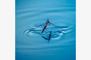 Wasserballett
