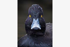 Der Blick........