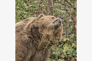 Beerenschmaus im Bärenpark