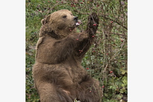 Bärenschmaus im Bärenpark