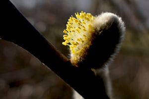 Weidekätzchen
