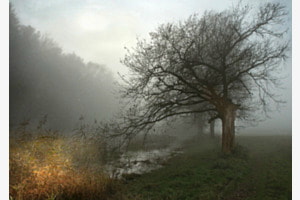 Weiher im Gegenlicht