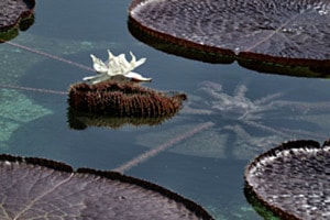 im Wasser